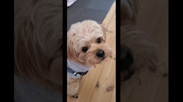 姉ちゃん〖mimitake〗と私でお散歩だよ🐶🚶‍♀️#犬好き #可愛い#トイプードル#ペキニーズ#日常 #ペット #犬癒し#癒し#犬のいる生活#犬#日常#お散歩