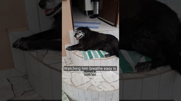 minha cachorra #idosa #pet #funnyshorts.