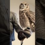 もぐもぐ時間🦉#アフリカワシミミズク #フクロウ #癒し #かわいい #ペット #owl #bird #cute #animals #pets