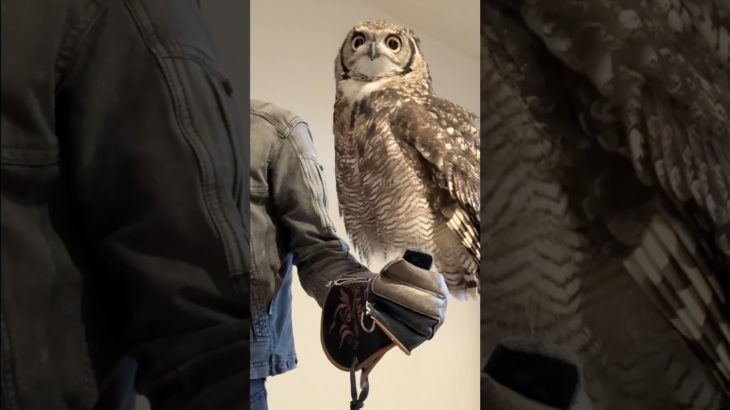 もぐもぐ時間🦉#アフリカワシミミズク #フクロウ #癒し #かわいい #ペット #owl #bird #cute #animals #pets