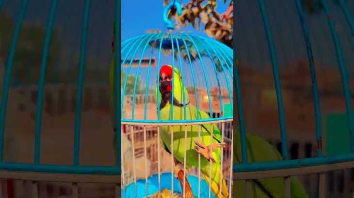 #parrot #bird #parrotsofinstagram #parrots #birds #birdsofinstagram #parrotlover #pet #parrotlife