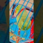 #parrot #bird #parrotsofinstagram #parrots #birds #birdsofinstagram #parrotlover #pet #parrotlife