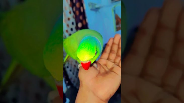 #parrot #bird #parrotsofinstagram #parrots #birds #birdsofinstagram #parrotlover #pet #parrotlife