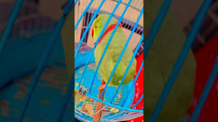 #parrot #bird #parrotsofinstagram #parrots #birds #birdsofinstagram #parrotlover #pet #parrotlife