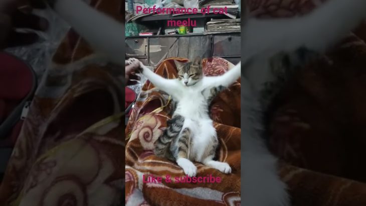 performance of cat meelu#cat#catlover#petloverzone#petlover#pet#animal#ytshorts#trendingshorts#viral