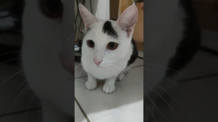 #pet #memes #cat #petlover #viral #animais #cute #funny #reels