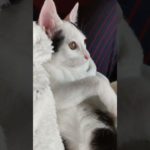 #pet #memes #cat #petlover #viral #animais #cute #funny #reels