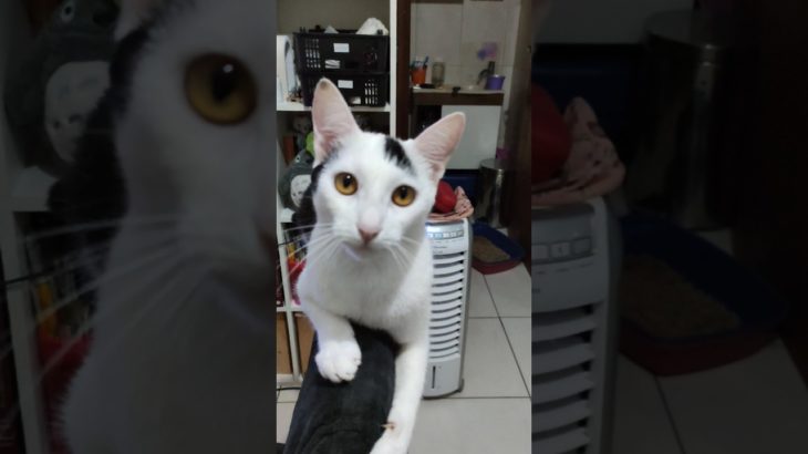 #pet #memes #cat #petlover #viral #animais #cute #funny #reels