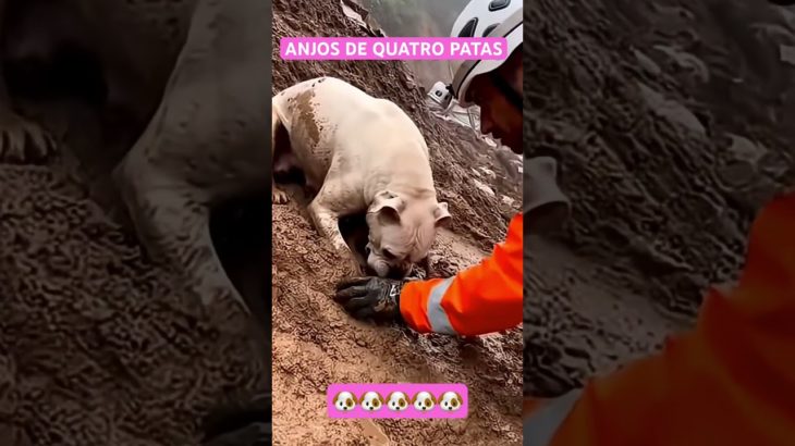 🐶#petlover#pets#pet#amor#animals#love#fyp#animais#cão#cachorro#cachorros#fyp#drama#triste#amigos#rj