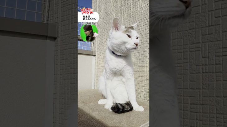 【きょうのペット】今週のほっこり動画たち　#通勤タイパ #魚住茉由 #pets