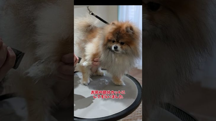 さらにかわいくなりました！！ #トリミング#ポメラニアン #pomeranian  #포메라니안 #多頭飼い #ペット #4ポメ#犬のいる暮らし #4ポメのママ #いぬとぼく