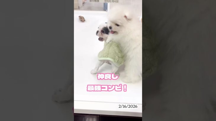 ワンワンショップpuppy Kingdom✴︎フレブル＆ポメラニアン #仔犬 #福岡ペットショップ #puppy #可愛い #puppy