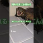 私はトイレの花子さん🐢#short#亀#ウンキュウ#可愛い#ペット#大人気 #turtle #ウケる #癒し #爆笑 #面白い#バズる#人気#楽しい#爆笑#うんち#トイレ#笑える#動物#怖い