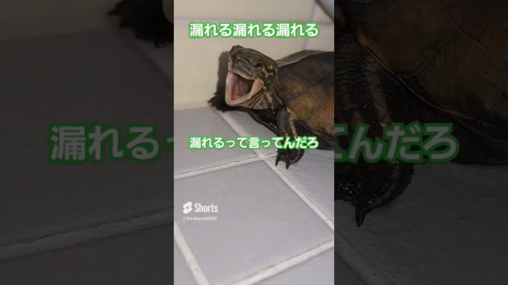 私はトイレの花子さん🐢#short#亀#ウンキュウ#可愛い#ペット#大人気 #turtle #ウケる #癒し #爆笑 #面白い#バズる#人気#楽しい#爆笑#うんち#トイレ#笑える#動物#怖い