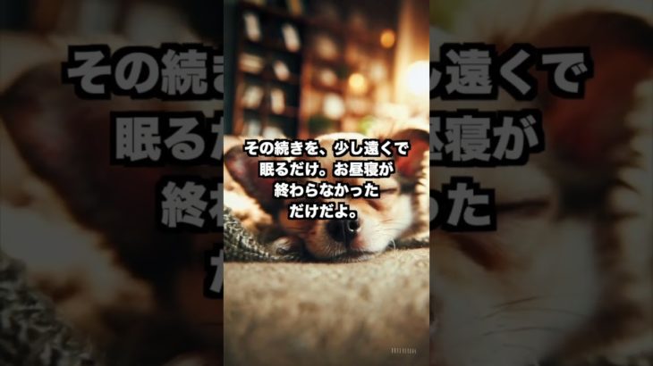 「少し遠くで」#shorts #泣ける犬 #ペットロス