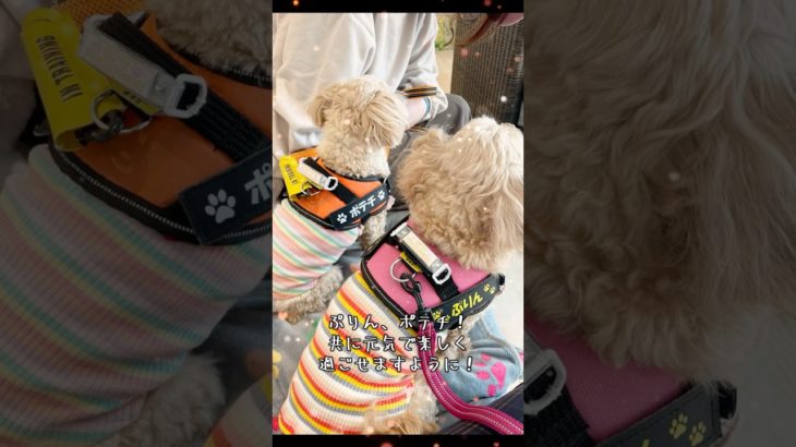 阿佐ヶ谷神明宮にてペットお守り購入したよ。これからも元気でいてね！ #犬shorts #チワプー #まるぷー #ペット守り