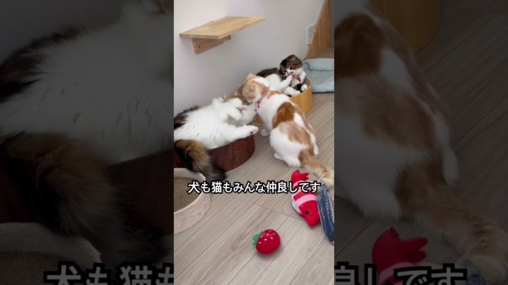 犬も猫もみんな仲良しです#shorts #仲良しペット#ペットの楽しい家族
