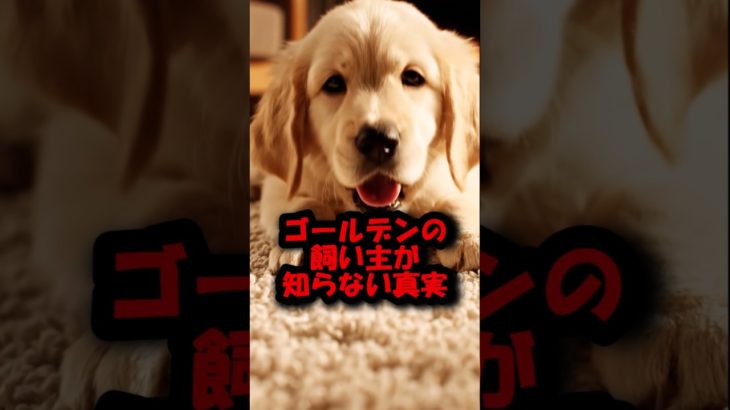ゴールデンレトリバーの真実がヤバい#shorts #ペット #ゴールデンレトリバー