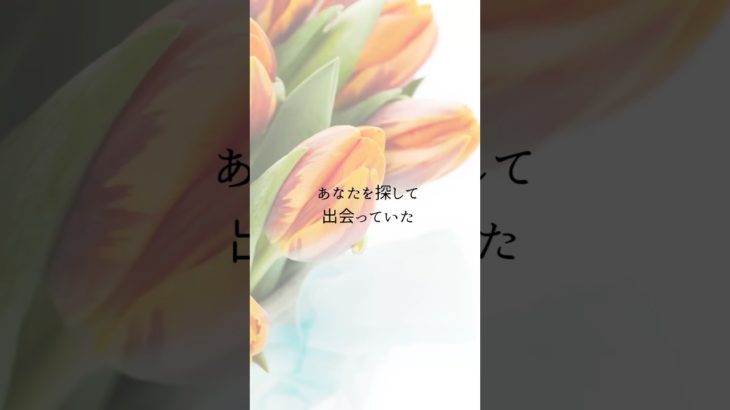 【お空のペット】あなたを探していた　#アニマルコミュニケーター  #アニマルコミュニケーション  #スピリチュアルヒーラー  #タロットカード  #ペットロス  #ペット  #shorts