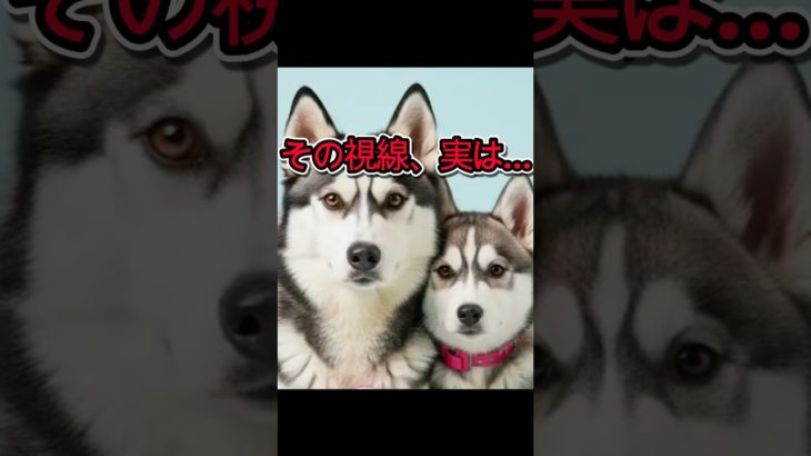 犬の「じーっ」の正体＃shorts