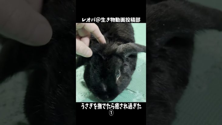 うさぎを撫でたら癒され過ぎた①#shorts #おすすめ #ペット #うさぎ #YOSHIN_group
