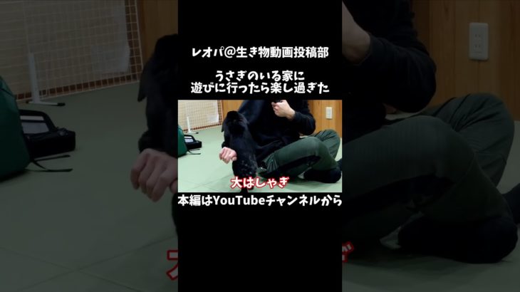 うさぎのいる家に遊びに行ったら楽し過ぎた〜ダイジェスト〜#shorts #おすすめ #ペット#うさぎ #YOSHIN_group