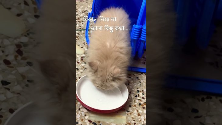 বিড়াল নিয়ে কিছু কথা..#shorts #cat #pet #islam #viral #ytshorts #reels #video #trending #facts #yt
