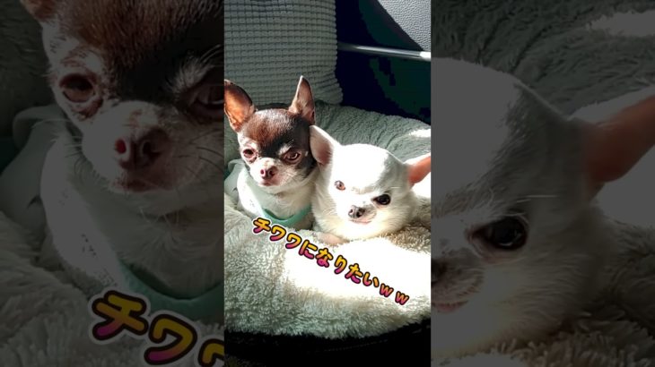 極小癒し系チワワ💕#shorts #chihuahua  #dog #チワワ #ペットのいる暮らし