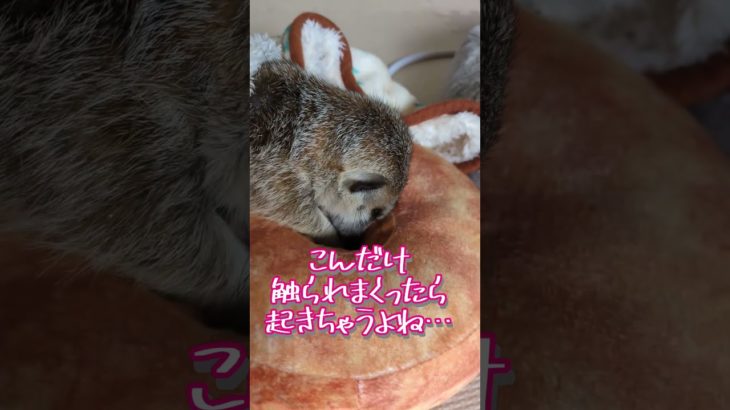 そりゃ～怒られるわ！　#shorts #ミーアキャット #meerkat #ペット #小動物 #animals #エキゾチックアニマル #かわいい #癒し #眠る
