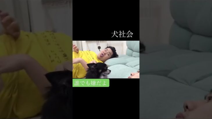 犬社会だから許されること　#フィッシャーズ #shorts #犬社会 #シルクロード #マサイ #んだほ  #youtube  #おすすめ#fischers #ジュンピー#ちくわ