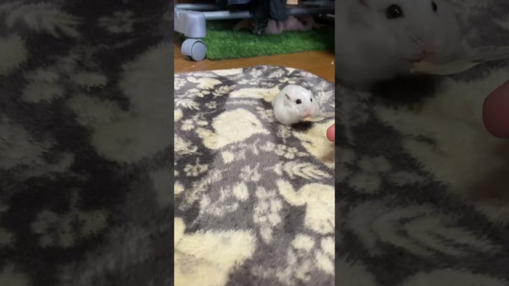 おまけ❤️【捕まえるわよ〜】 #ハムスター #shortvideo #hamster #かわいい #癒し #可愛い #ペット #pets #pet
