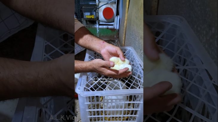 ആരും വളർത്താൻ ആഗ്രഹിക്കുന്നു ഇനം..  കോഴികളിലെ ഒന്നാമൻ  #shots #shortsviral #farm #farming #pet