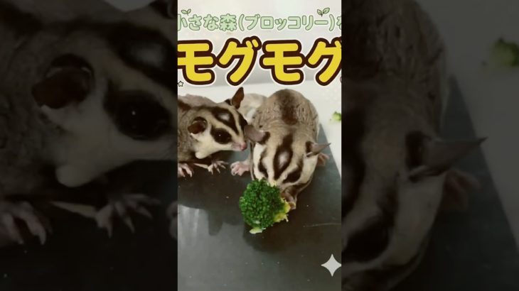 小さな森(ブロッコリー)を初もぐもく #モケケ・シュガグラ #ふくろももんが   #フクロモモンガ #sugarglider  #ペット #ペット動画  #可愛い  #かわいい  #cute