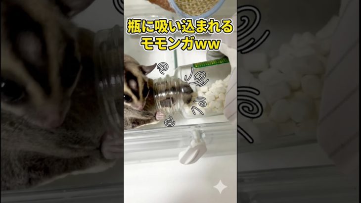 瓶に吸い込まれるモモンガ #モケケ・シュガグラ #ふくろももんが   #フクロモモンガ #sugarglider  #ペット #ペット動画  #可愛い  #かわいい  #cute