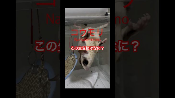 ぶらぶらモモンガ #モケケ・シュガグラ #ふくろももんが   #フクロモモンガ #sugarglider  #ペット #ペット動画  #可愛い  #かわいい  #cute
