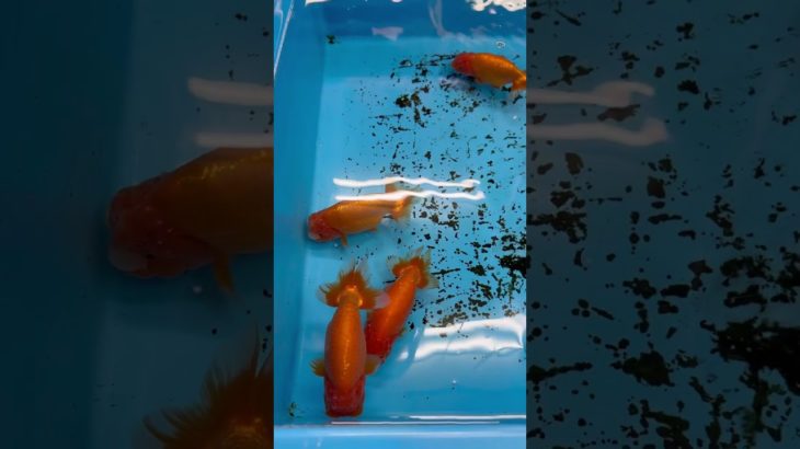 #アウトドア #金魚 #金魚すくい #ぺったんチャンネル #ペット #tokyo  #魚