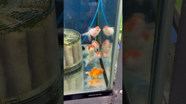 #アウトドア #金魚 #アウトドア #tokyo #ランチ #東京 #ペット　#ペットショップ