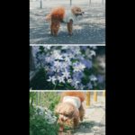 ペット日常ムービー