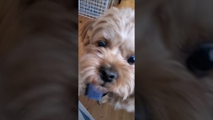 少し離れたとこからチョコとミルクを呼んでみた😌気づくかな!#犬好き #可愛い#トイプードル#ペキニーズ#日常 #ペット #犬癒し#癒し#犬のいる生活#犬#日常