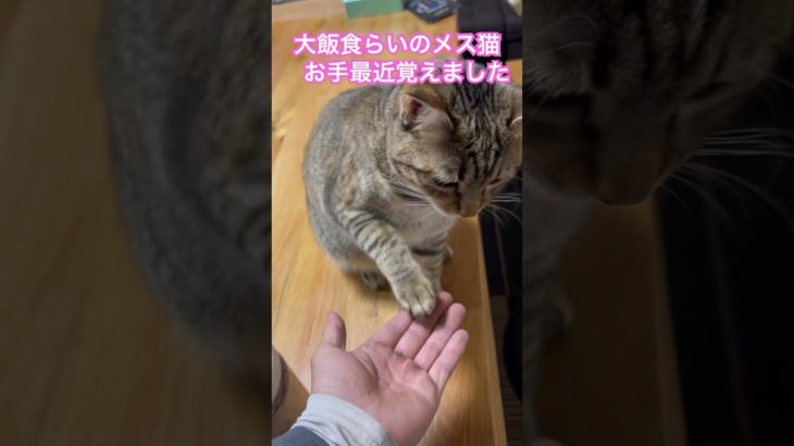 ダイエットの日は近い        #ねこ #猫 #ペット #動物 #小太り