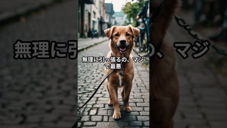 あなたの散歩は大丈夫ですか…？ #ペット＃散歩