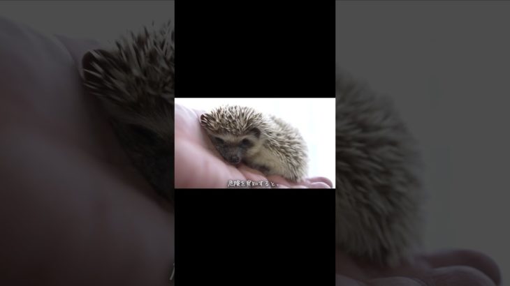 今日もほぼほぼ丸まりがち、ジョニーです。 #はりねズミ #ペット