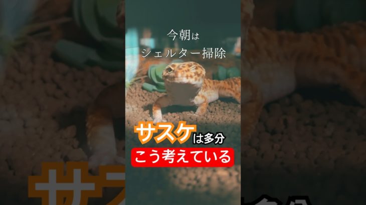 【レオパ】多分こう思われてます #ヒョウモントカゲモドキ #レオパ #爬虫類 #ペット #ずんだもん #こんとどぅふぇ #効果音ラボ 効果音ラボ