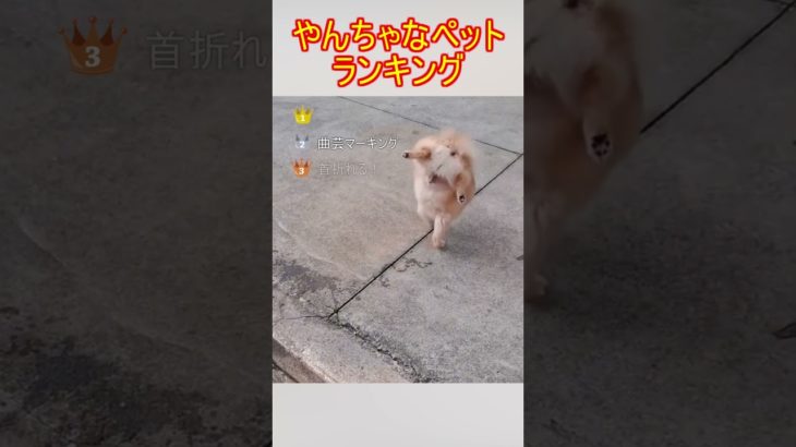 #リアクション #ペット #犬 #猫