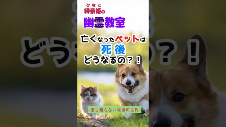 【ペットの死後】大切なペットは亡くなった後どこへ行くのでしょうか？死後会えるの？　緋奈姫の幽霊教室　#ペットロス#死後の世界#輪廻転生