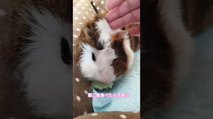 【朝食大事！】　　 #可愛い #癒し #ペット