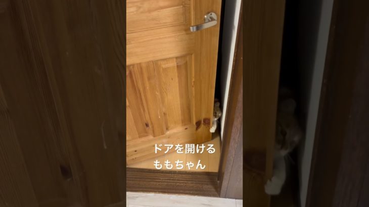 ドアを開けるももちゃん #猫 #ねこ #ネコ #ペット #サイベリアン #かわいい猫  #ねこのいる生活 #ねこのいる暮らし