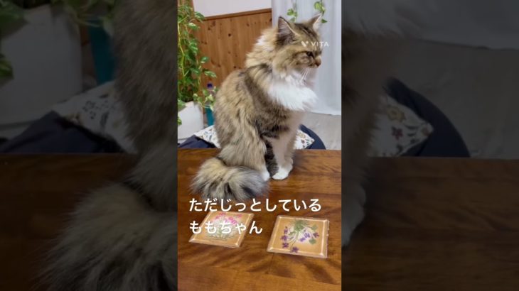 ただじっとしているももちゃん  #猫 #ねこ #ネコ #ペット #サイベリアン #かわいい猫  #ねこのいる生活 #ねこのいる暮らし