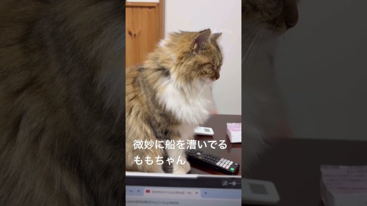 微妙に船を漕いでるももちゃん  #猫 #ねこ #ネコ #ペット #サイベリアン #かわいい猫  #ねこのいる生活 #ねこのいる暮らし