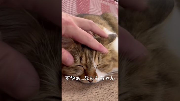 すやぁ…なももちゃん  #猫 #ねこ #ネコ #ペット #サイベリアン #かわいい猫  #ねこのいる生活 #ねこのいる暮らし